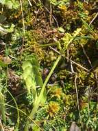 Image of grapefern