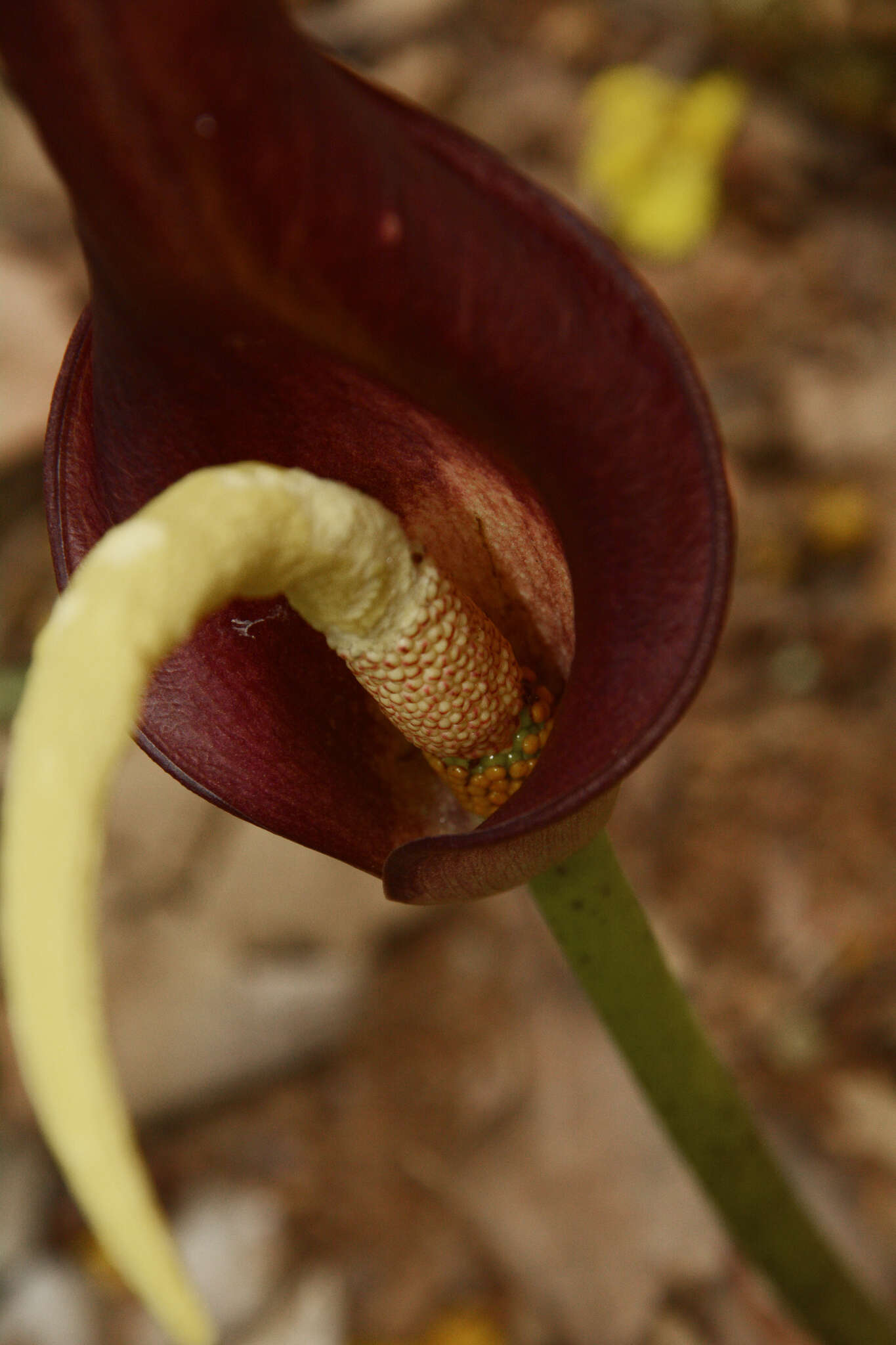 Image of Amorphophallus commutatus (Schott) Engl.