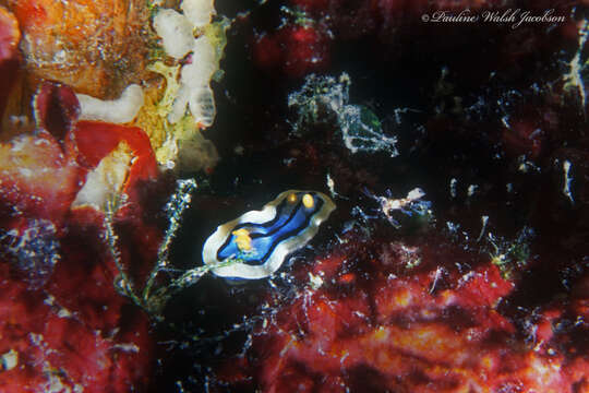 Image of Chromodoris elisabethina Bergh 1877