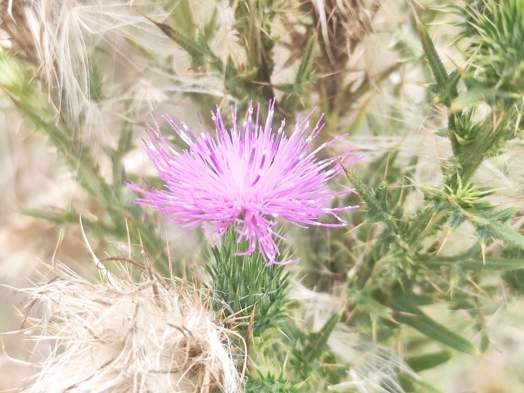 Image of <i>Cirsium <i>vulgare</i></i> subsp. vulgare