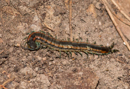 Image of Scolopendra laeta Haase 1887