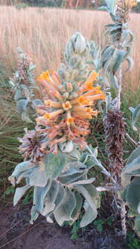 Image of Buddleja tubiflora Benth.