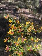 Sivun Pultenaea scabra R. Br. kuva