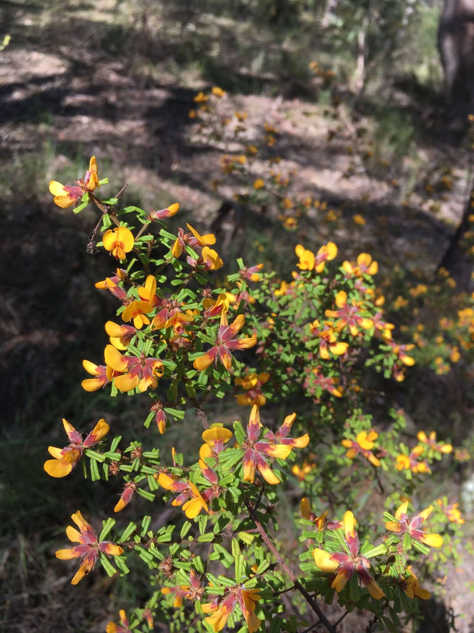 Sivun Pultenaea scabra R. Br. kuva