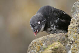 Image of Least Auklet