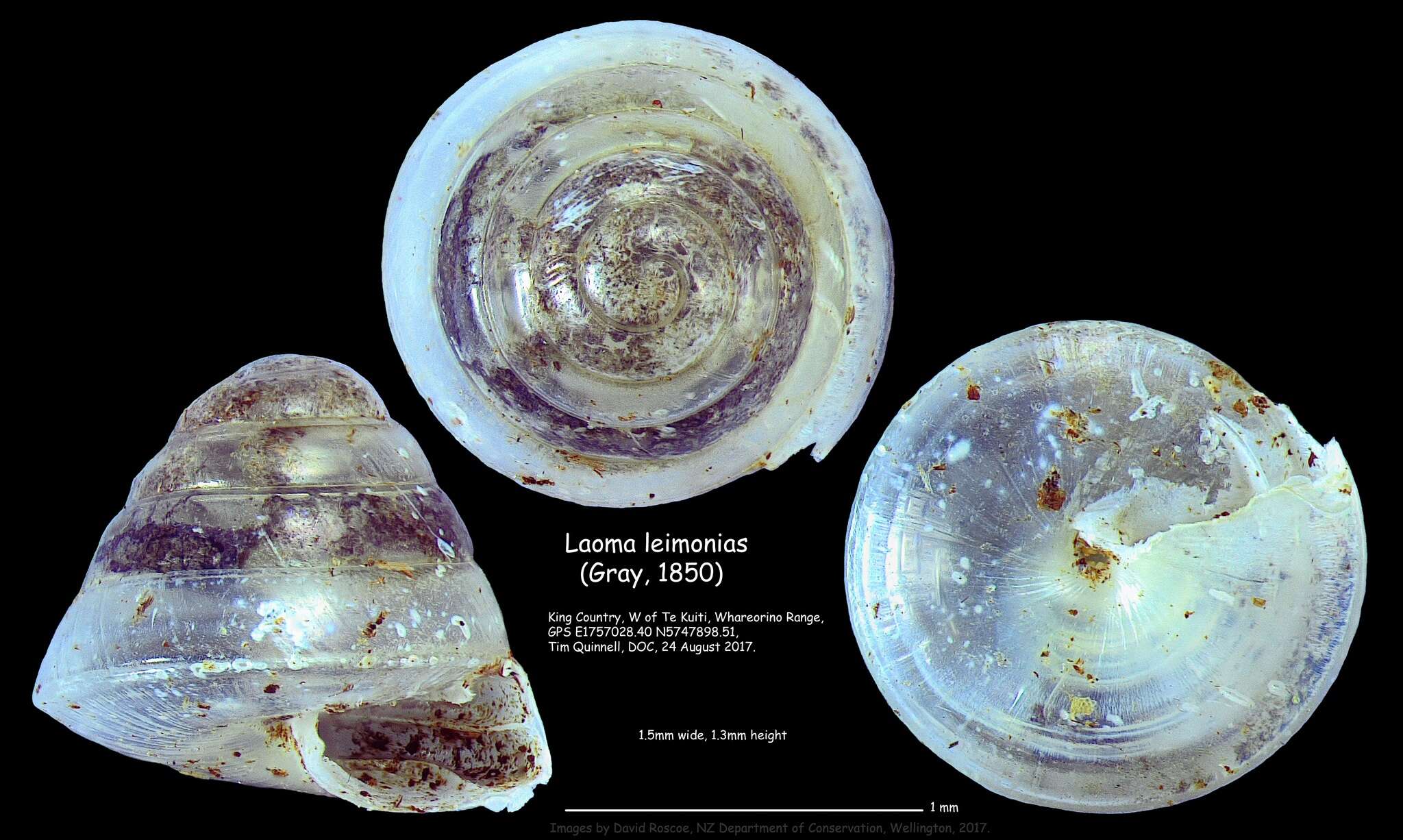 Image of Laoma leimonias (Gray 1850)