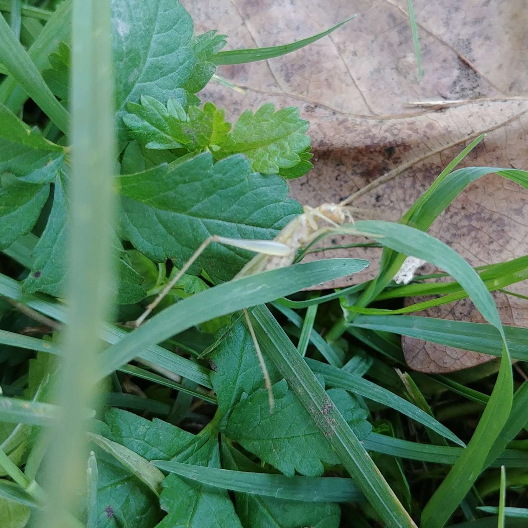 Image of tree-cricket