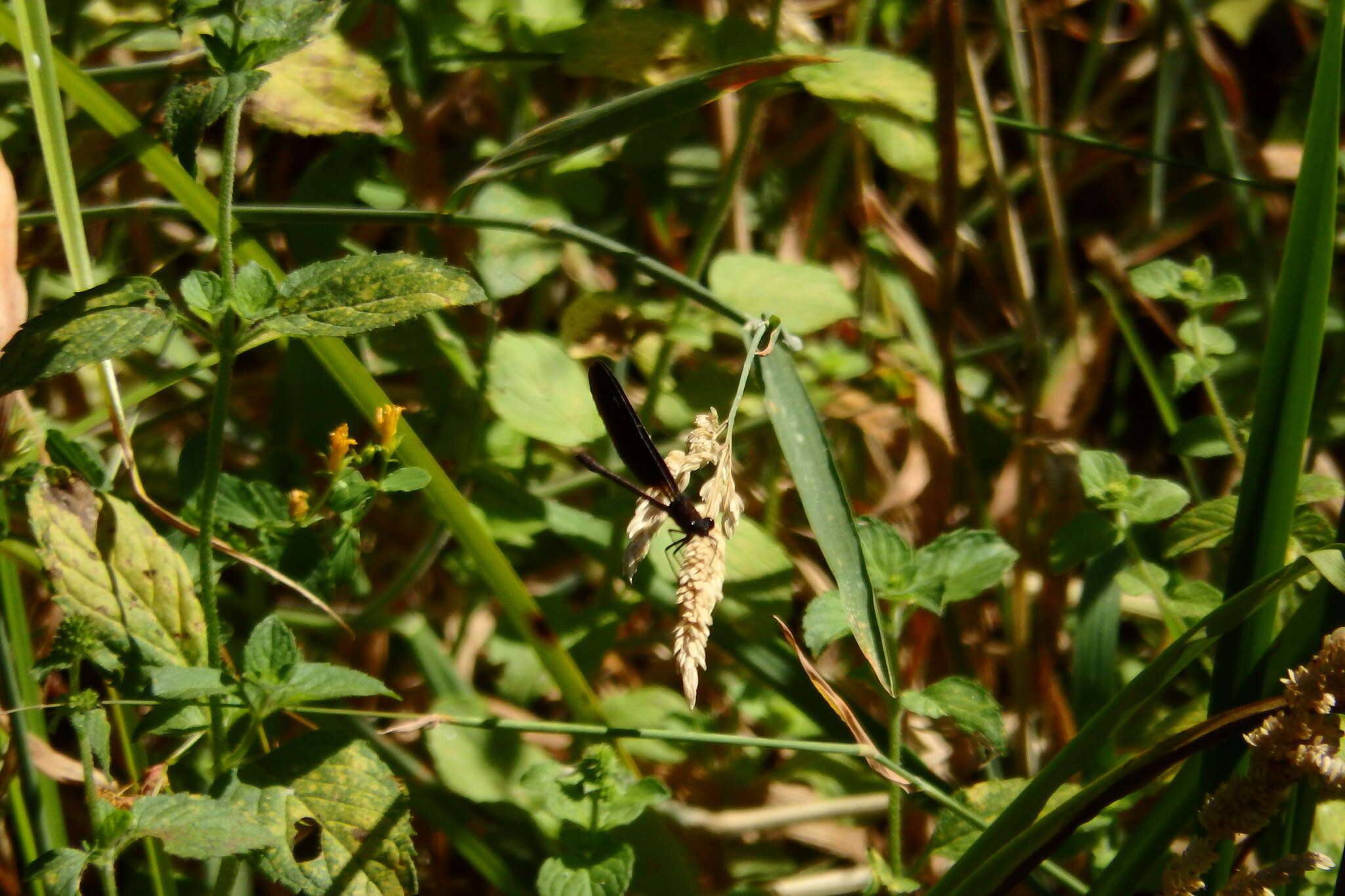 Image of Copper Demoiselle