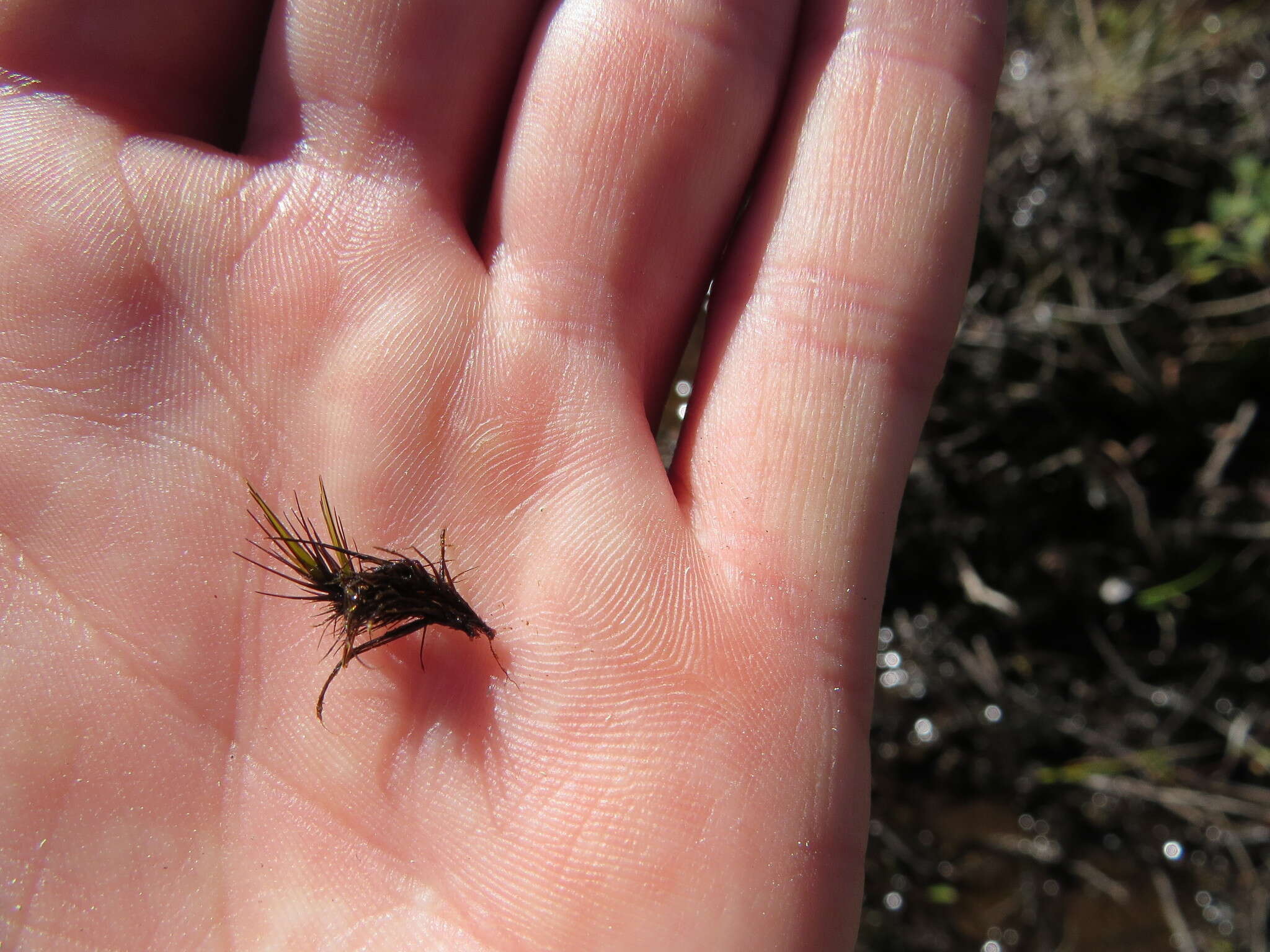 Image of bristly swan-neck moss