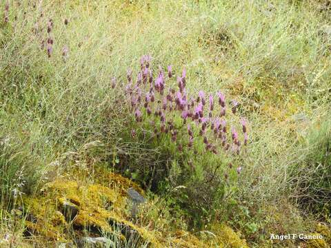 Imagem de Lavandula pedunculata (Mill.) Cav.