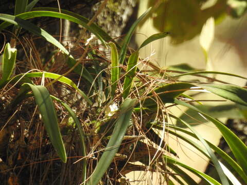 Image of Encyclia microbulbon (Hook.) Schltr.