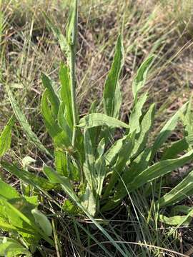 Image of Helichrysum acutatum DC.