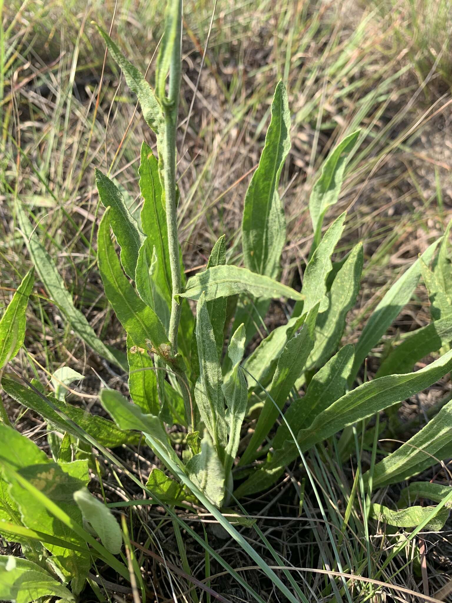 Слика од Helichrysum acutatum DC.