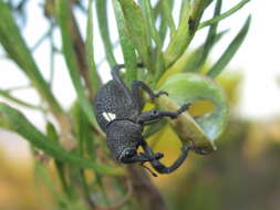 Image of Bark weevil