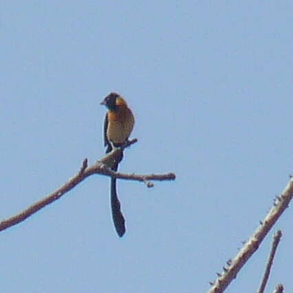 Image of Sahel Paradise Whydah