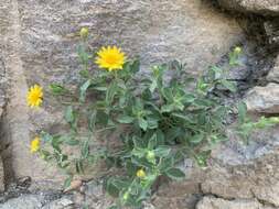 Image of cliff false goldenaster