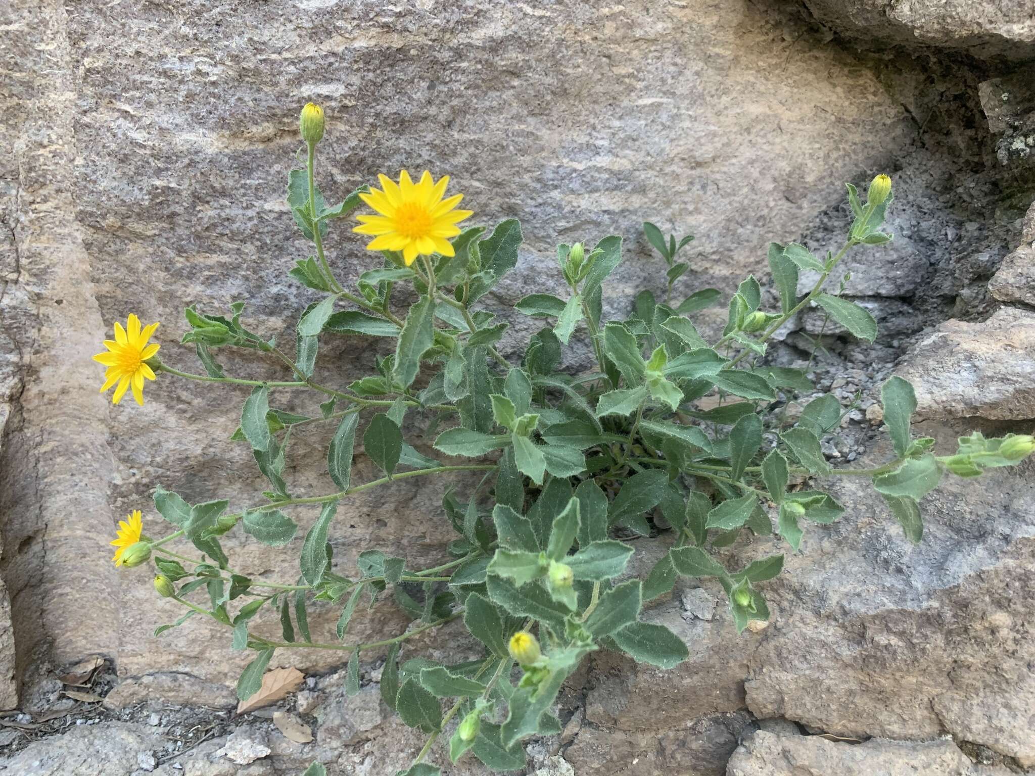 Sivun Heterotheca viscida (A. Gray) V. L. Harms kuva