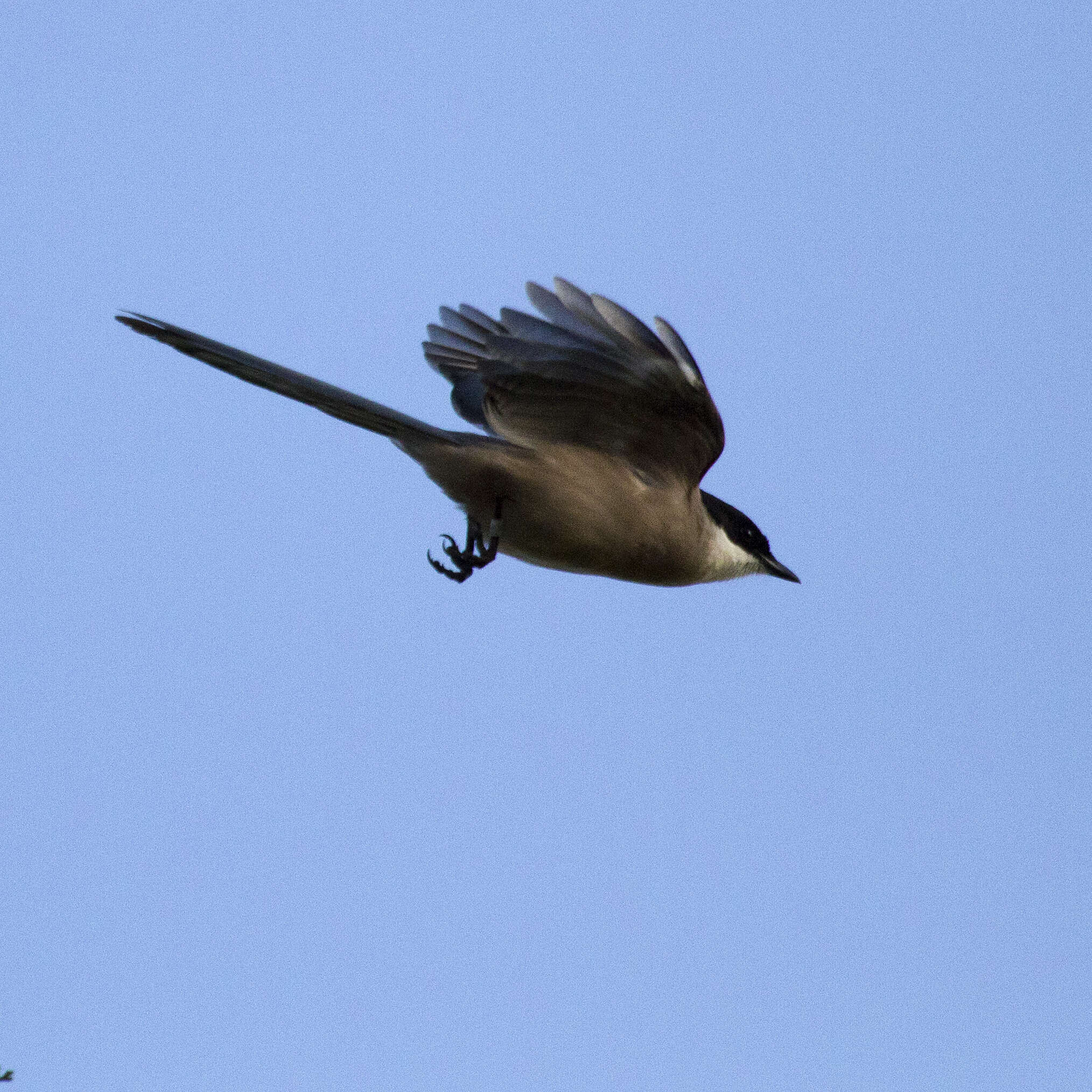 Image of Iberian Magpie