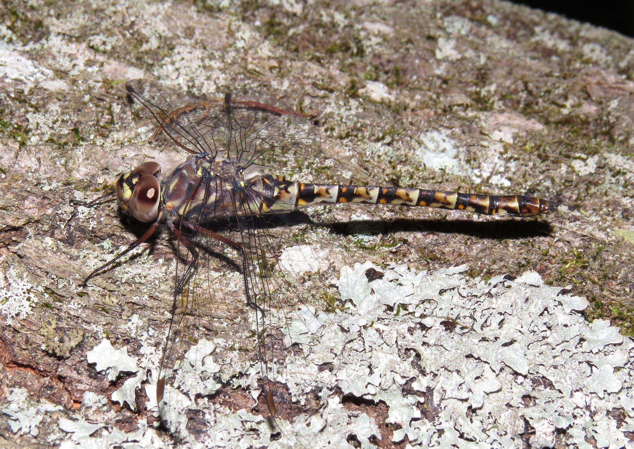 Image of Taper-tailed Darner