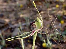 Caladenia verrucosa G. W. Carr resmi