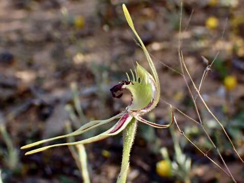 Image of Mallee spider orchid