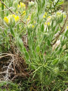 Image of Genista hispanica L.