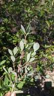 Image of Litsea rotundifolia (Nees) Hemsl.