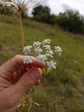 Image of Ammi majus L.