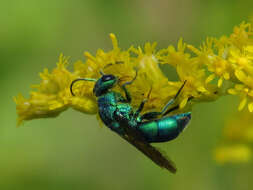 صورة Chrysis