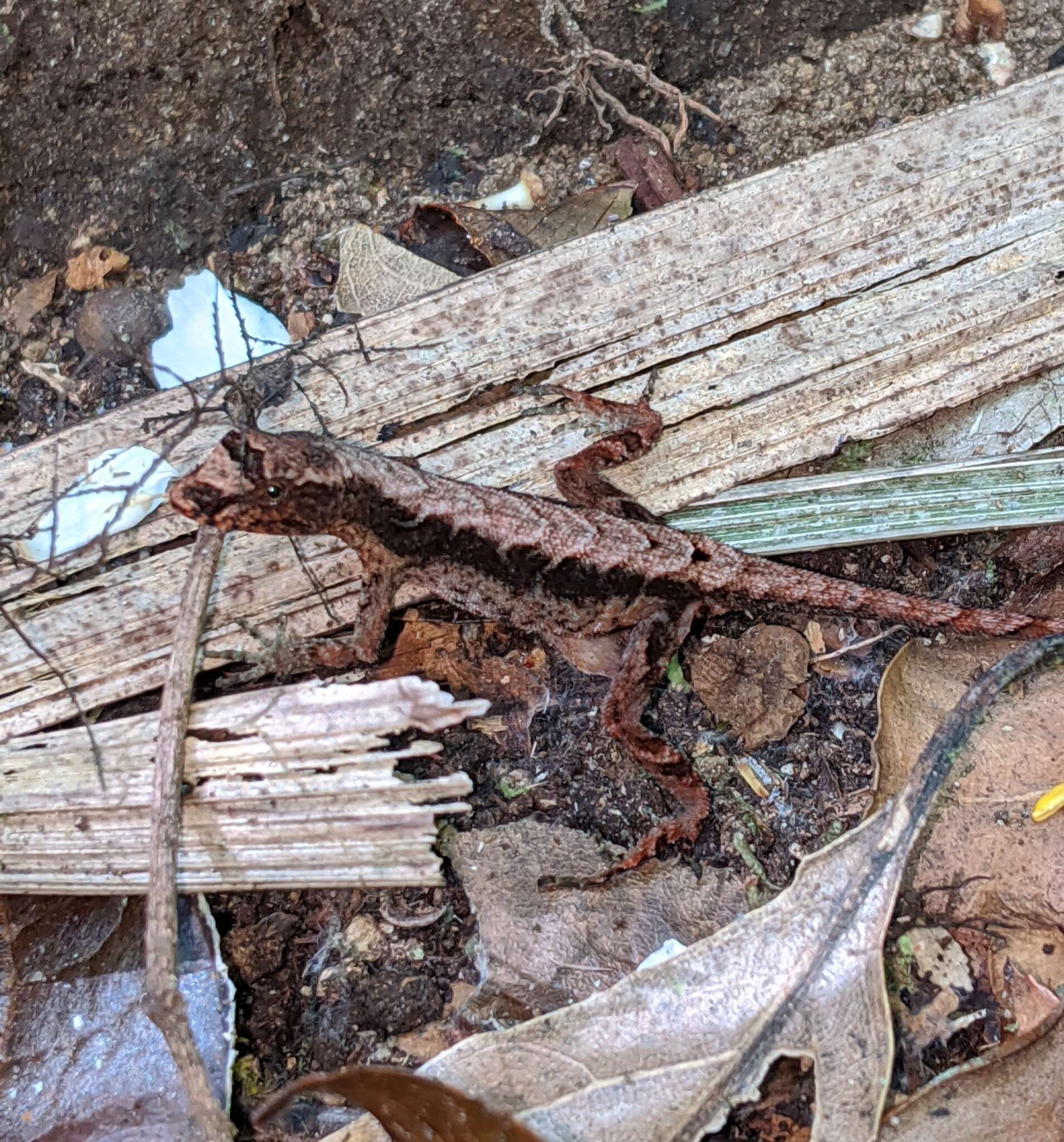 Image of Humble Anole