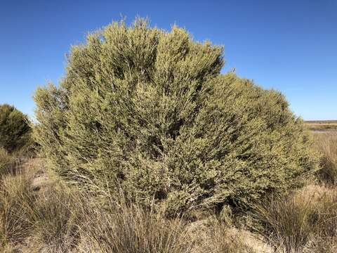 Image of d'Alton's melaleuca