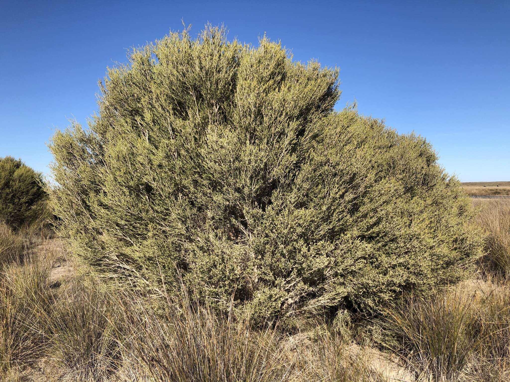 Imagem de Melaleuca brevifolia Turcz.