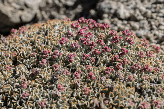 Image of brownmargin buckwheat