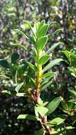 Image of long-leaved pimelea