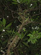 Image of Ixora cauliflora Montrouz.