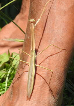 Image of Tenodera fasciata Olivier 1792