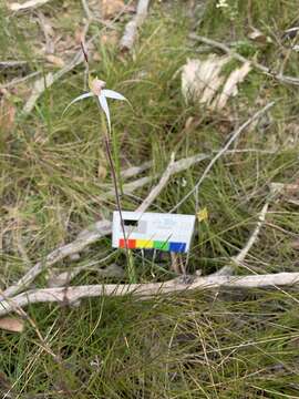 Image of Caladenia rigida R. S. Rogers