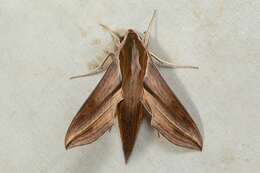 Image of Vine hawk moth