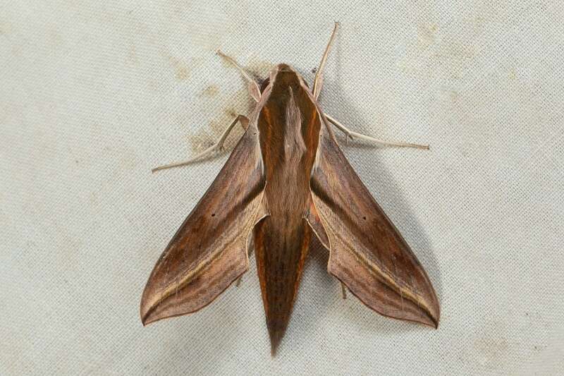 Image of Vine hawk moth