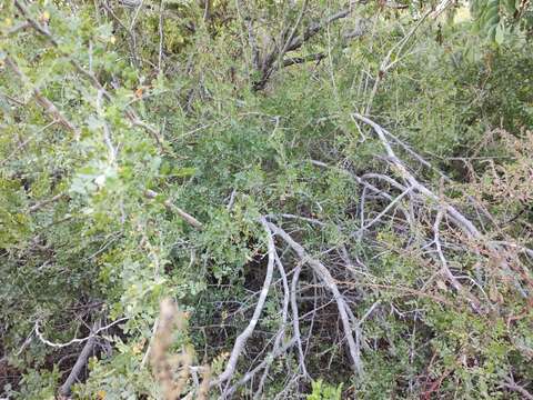 Image of Bursera littoralis León de la Luz & Perez Navarro