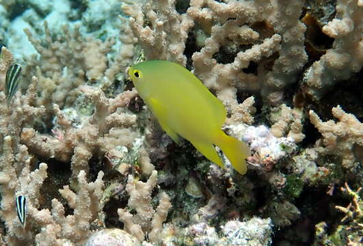 Image of Lemon damsel