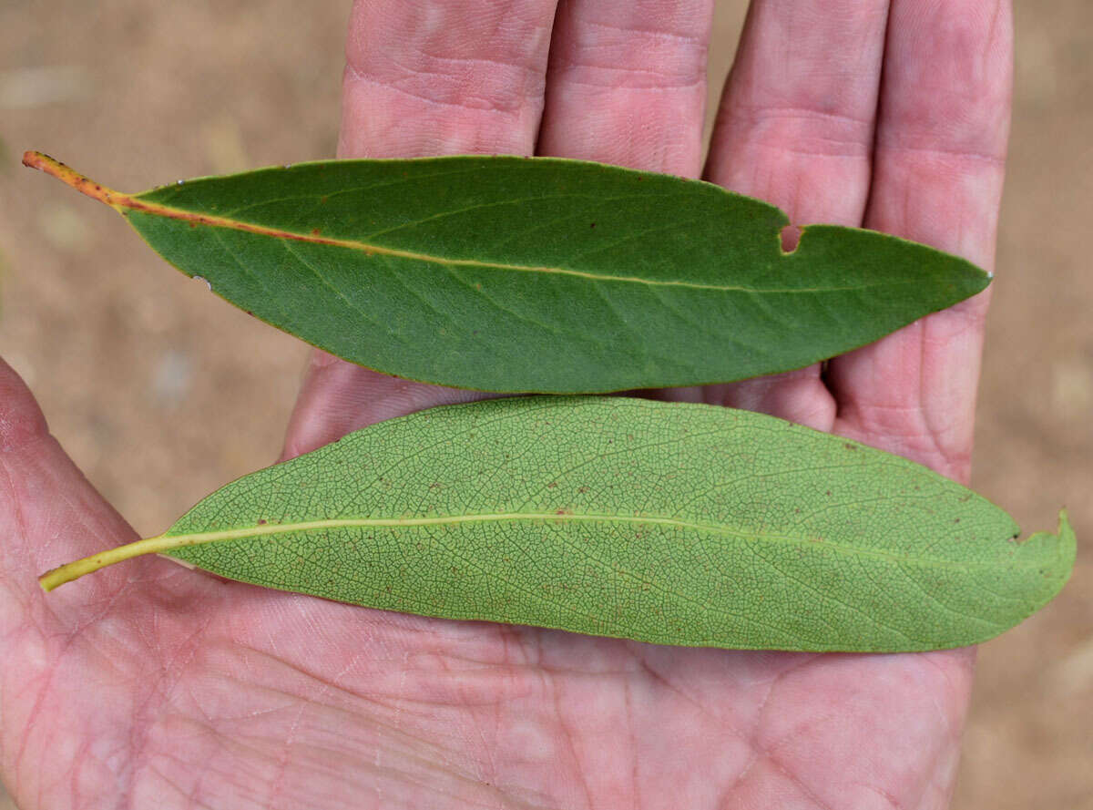 Image of Lophostemon grandiflorus subsp. riparius (Domin) P. G. Wilson & J. T. Waterhouse