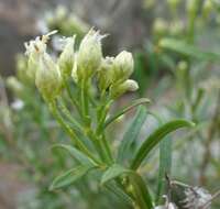 Image of Arizona baccharis