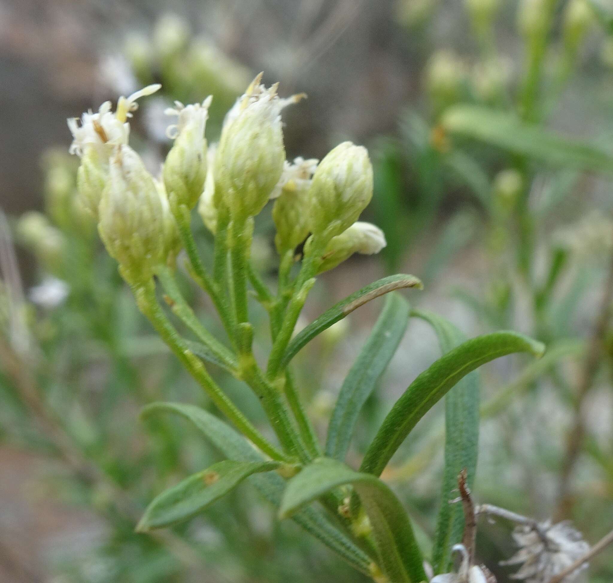 صورة Baccharis thesioides Kunth