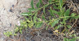 Image of Teedia lucida (Soland.) Rudolphi