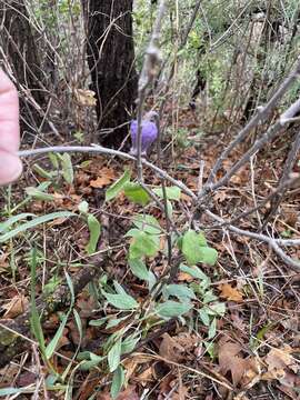 Image of Scott's clematis