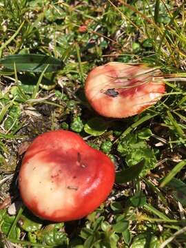 Image of Russula nana Killerm. 1939