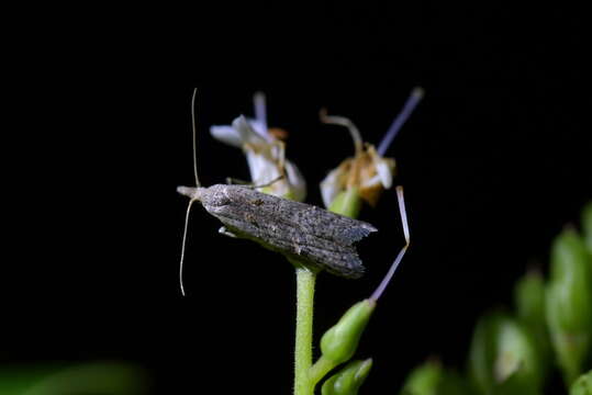 Image of Heterocrossa rubophaga