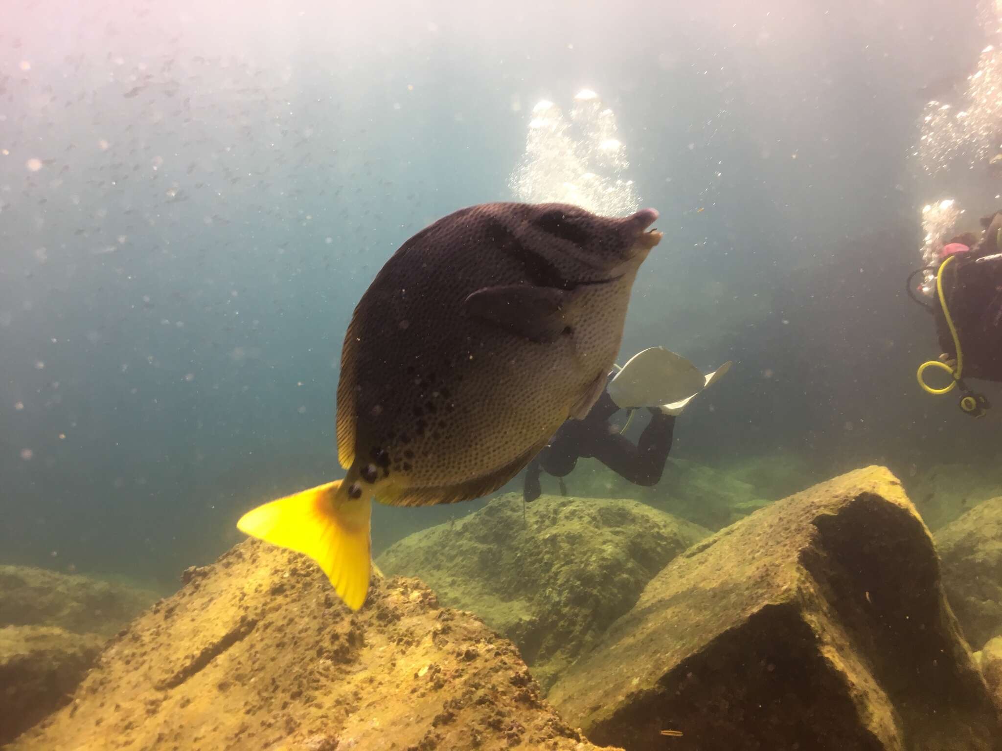 Image of Razor Surgeonfish