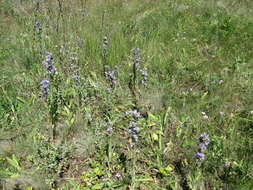 Image of Campanula macrostachya Waldst. & Kit. ex Willd.